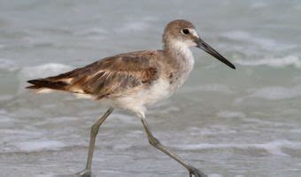 Galapagos Lava Gull Bird - Facts, Information & Habitat