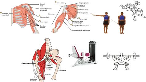 What Is Extension In Anatomy