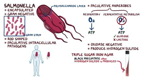 Salmonella Transmission