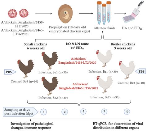 Viruses | Free Full-Text | Experimental Pathogenicity of H9N2 Avian Influenza Viruses Harboring ...