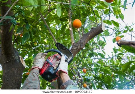 2,257 Orange Tree, Pruning Stock Photos, Images & Photography ...