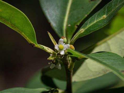 Rediscovered Pernambuco Holly Tree in Brazil – Titan Times