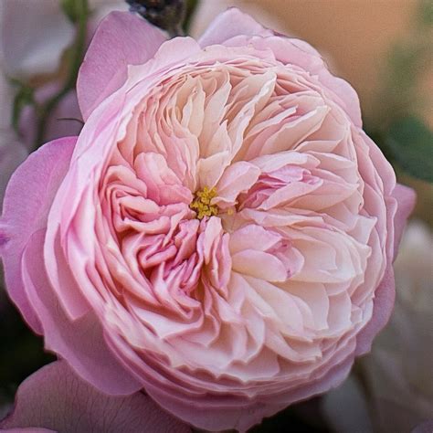 David Austin Constance Roses - Garden Roses Direct