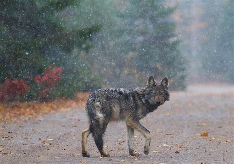 The Algonquin Wolf - Nature Canada