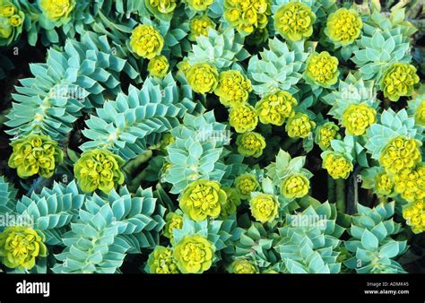 Creeping Spurge, Donkey Tail, Myrtle Spurge (Euphorbia myrsinites ...