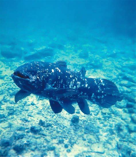 National Geographics: coelacanth fish