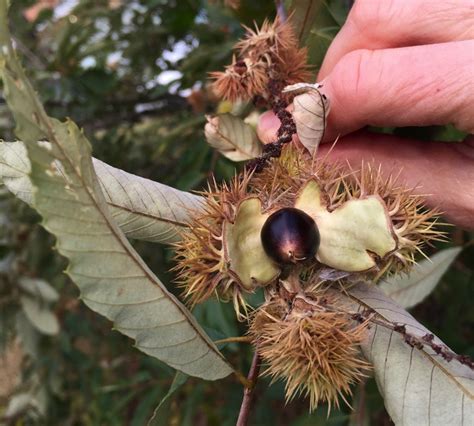 Castanea pumila