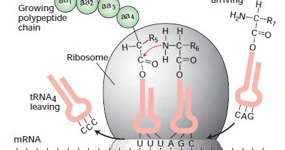 Protein Biochemistry: Protein Synthesis