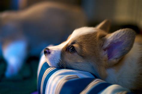 Corgi Wallpaper, Best Corgi Wallpaper, 4256x2832, #12762