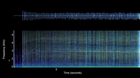 Sperm Whale Echolocation on Vimeo