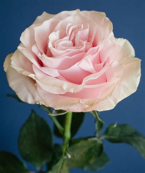 Amelia Maudsley: Dusty Rose Flowers Names : Dusty Rose Cream Wedding ...