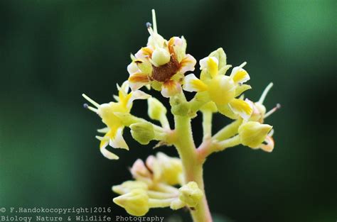 Galeri Foto Fredi Handoko: Bunga Mangga / Mangifera indica