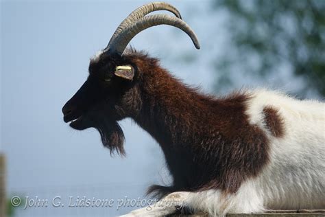 Bagot Goat at the Rare Breeds Centre at Hadleigh Farm | Flickr