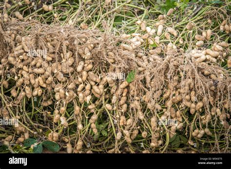 Georgia peanut farm hi-res stock photography and images - Alamy