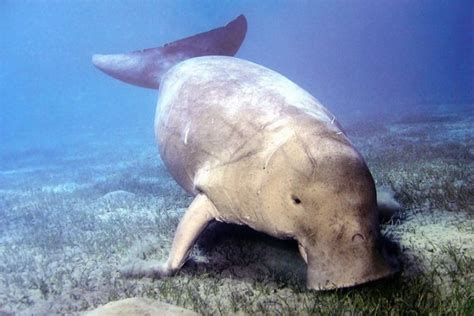 Marine pollution affects dugong habitat in Riau islands water: Official ...