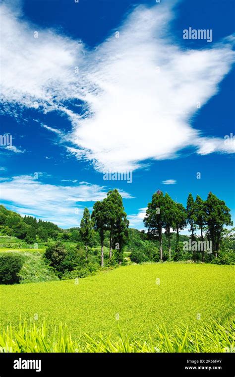 Rice terraces of Hoshitoge Stock Photo - Alamy