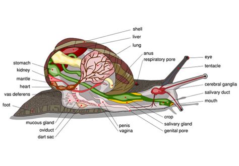 Snail Anatomy By Roskvape On DeviantArt, 57% OFF