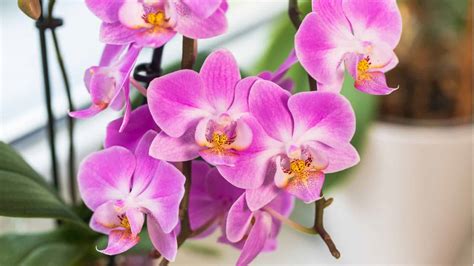 How to Easily Grow and Care for Phalaenopsis Orchids Indoors | Planet Natural