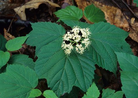 Mapleleaf Viburnum | Direct Native Plants