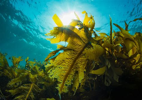 Multi-Billion-Dollar Kelp Forests Ecosystem in Our Waters | Mirage News