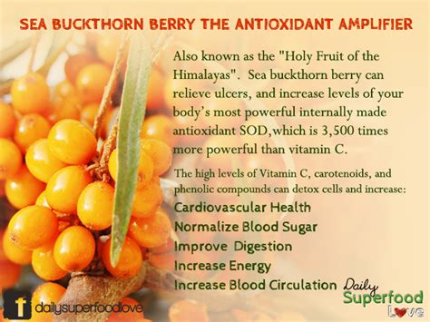 SEA BUCKTHORN: HEALTH BENEFITS OF SEA BUCKTHORN BERRY