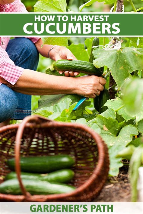 How and When to Harvest Cucumbers | Gardener’s Path