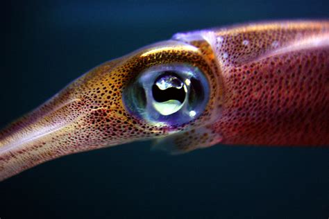 Squid Eye Photograph by Jennifer Bright