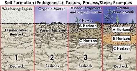 Soil Formation (Pedogenesis)- Factors, Process/Steps, Examples | Soil ...