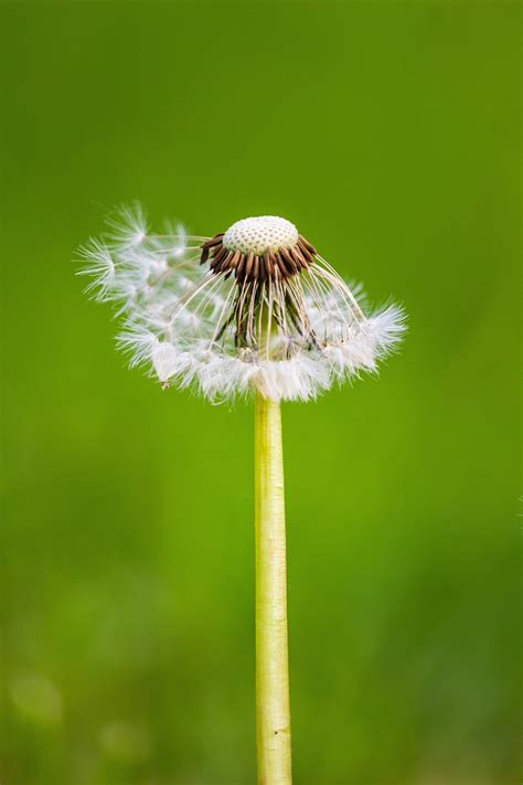 Dandelion Seeds - Free photo on Pixabay - Pixabay