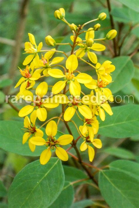 Galphimia glauca – Rain of Gold, Thryallis – Buy seeds at rarepalmseeds.com