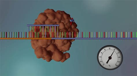 Dna Sequencing Cartoon