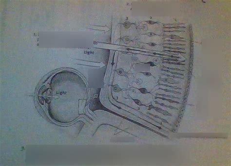 Retina diagram Diagram | Quizlet