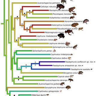 Mensural characters of Paedophryne amauensis and P. swiftorum ...