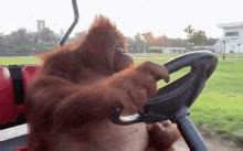 Monkey Ape GIF – Monkey Ape Monkey Driving – Ищите GIF-файлы и ...