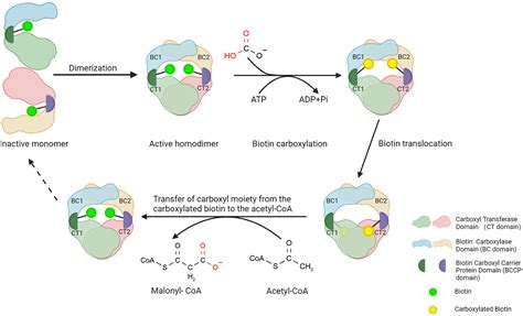 Acetyl Coa Carboxylase Reaction