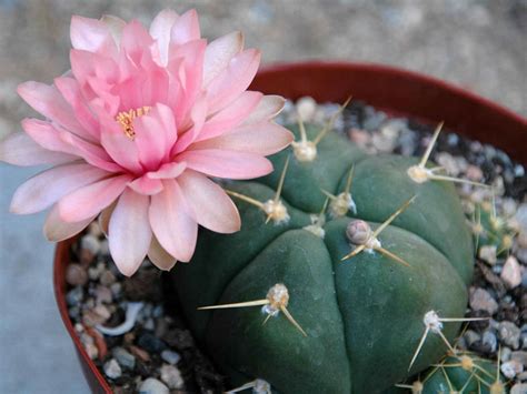 Gymnocalycium horstii - World of Succulents