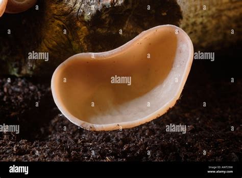 Jelly Ear fungus, Auricularia auricula-judae, UK Stock Photo - Alamy