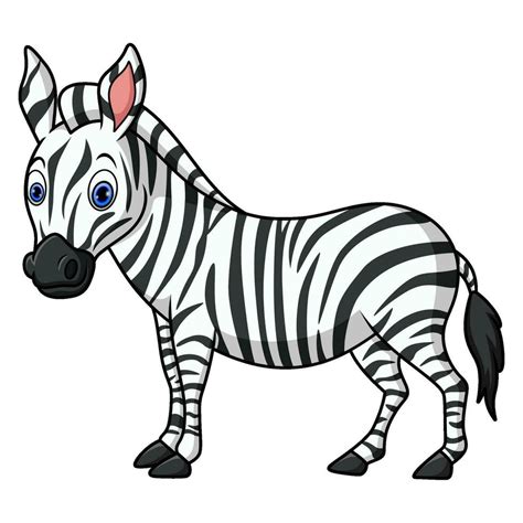 Cartoon funny zebra on white background 34369160 Vector Art at Vecteezy