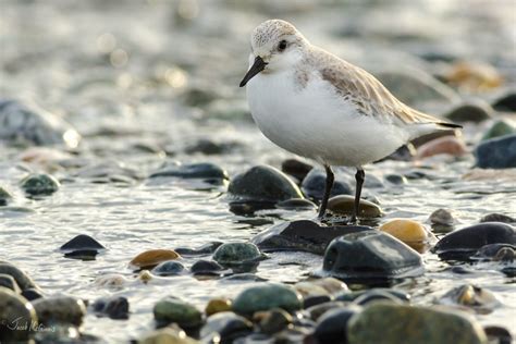 Sanderling (Caladris alba) in non breeding plumage | Flickr