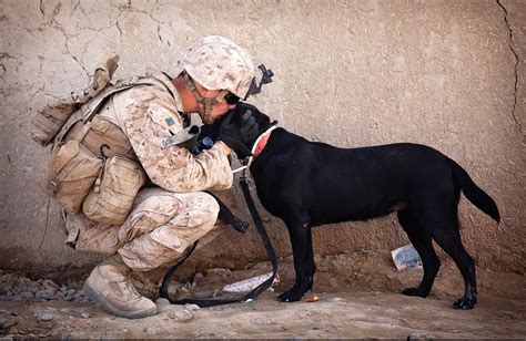 Soldier And His Dog Free Stock Photo - Public Domain Pictures