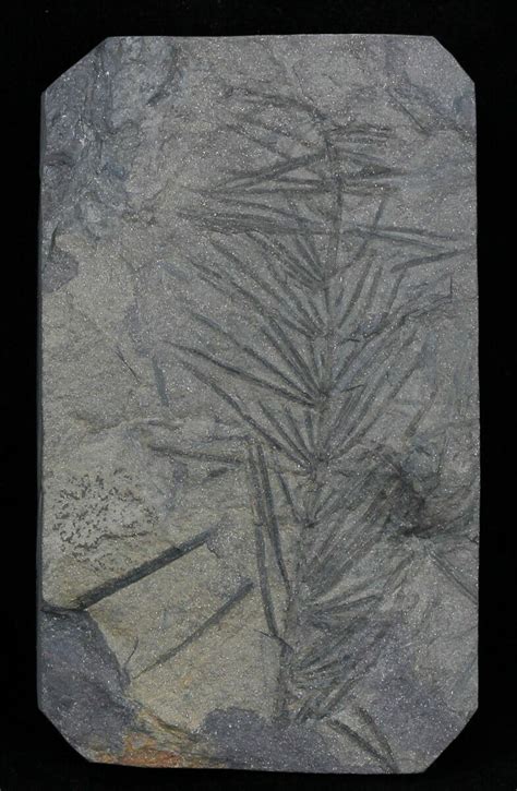 Pennsylvanian Horsetail (Asterophyllites) Fossil - France (#31953) For Sale - FossilEra.com