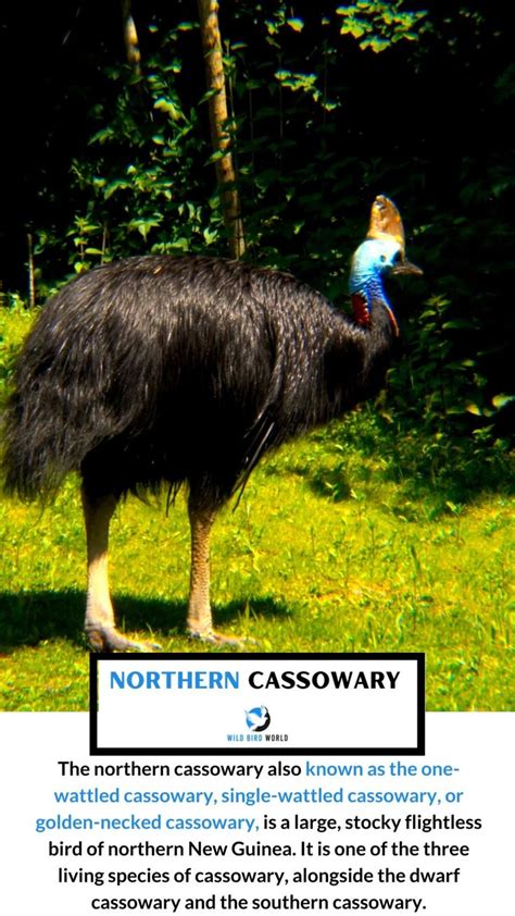 Northern cassowary | Unusual animals, Cassowary, Pet birds