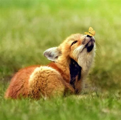 Wackyy | The Ultimate Source of Funny and Weird Products | Pet fox, Baby animals pictures, Cute ...