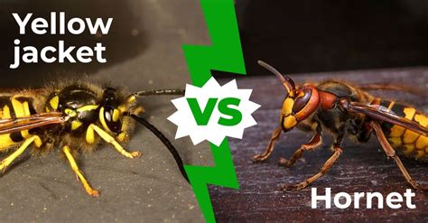 Difference Between Wasp And Hornet