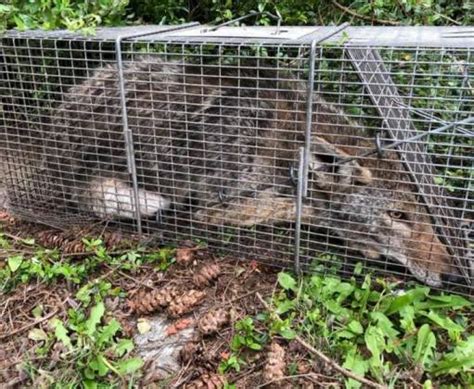 Different Ways to Trap Coyote – Humane Wildlife Removal