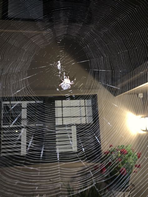 Came home to find giant spider web blocking the entrance to my house ...