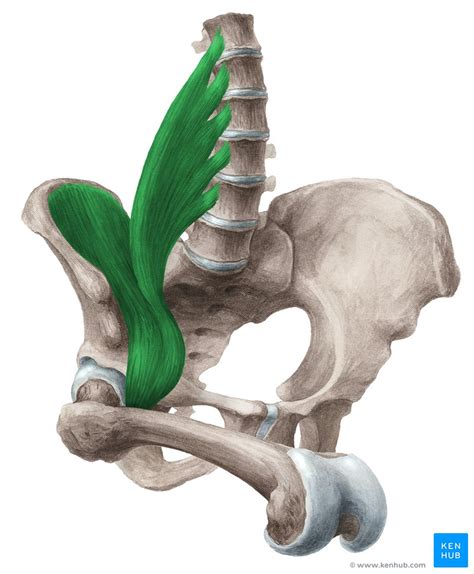 Iliopsoas muscle: Anatomy, function, supply, innervation | Kenhub