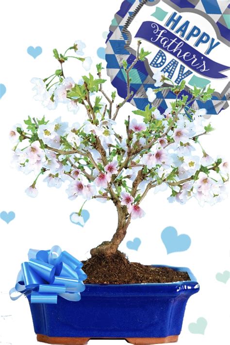 Cherry Blossom Bonsai for Father's Day | Spring Flowering Gift
