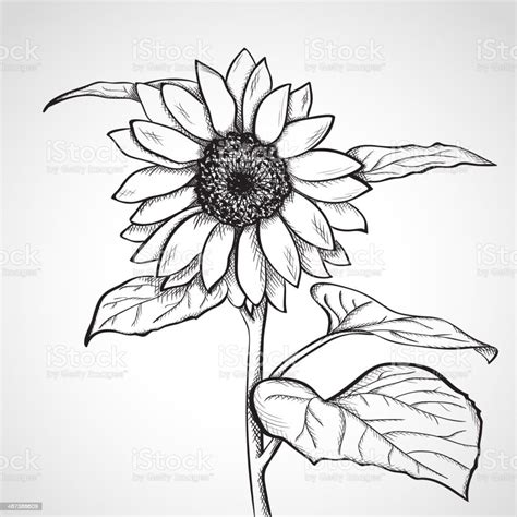 Sketch Sunflower Stock Illustration - Download Image Now - Etching, Flower, Sunflower - iStock