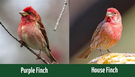 Purple Finch vs House Finch: How Are They Different? (With Pictures) - Optics Mag